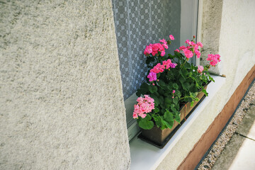 A box with geranium flowers on an outdoor windowsill near the house.