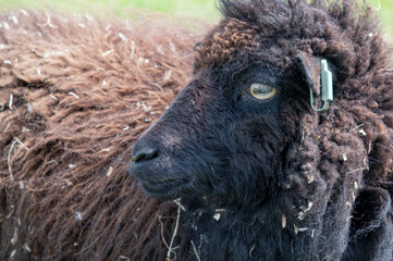 Close-up of brown ewe.