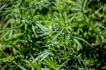 Cannabis plantation in the Chui valley. Bushes of cannabis by a stern plan. Leaves of narcotic...