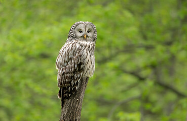 Ural owl ( Strix uralensis ) in spring forest