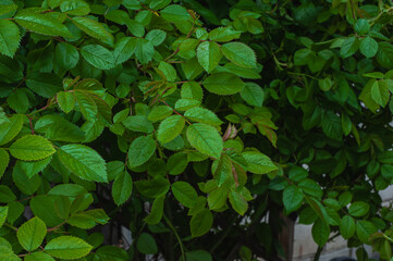 Green foliage of blueberries with dew drops. Close-up. Fresh dew drops on green leaves. Blueberry bushes. natural leaves background. Rain drops on leaf with blurred background