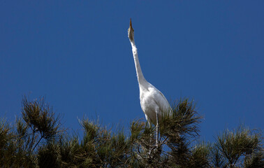 Egret (Ardea alba)