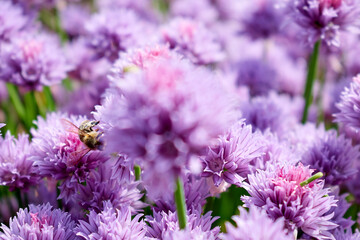 A blurry flower in the foreground and a bee among pink flowers in the distance
