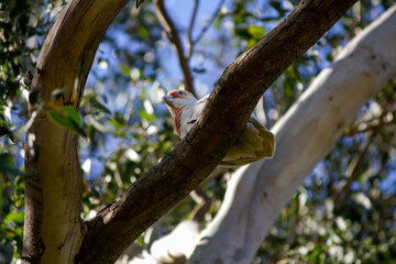 Long-billed Corella ( Cacatua tenuirostris)