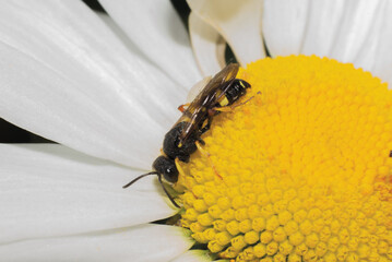 bee on flower