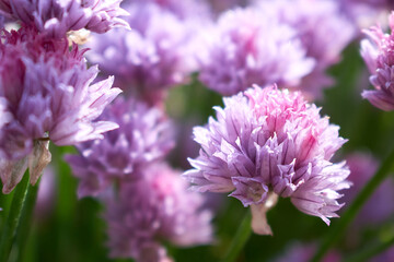 Beautiful pink flower photographed close-up