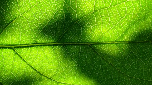 Texture of green leaves. Living tissue flora. Capillaries of nature.