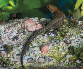 lizard on the stone