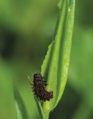 caterpillar on a leaf