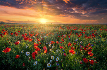 Beautiful summer sunrise over wild flowers meadow