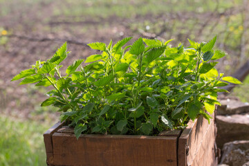 Nettle plant. Stinging nettle dioecious. Medicinal herb. Growing nettles for medicinal purposes. Nettle is used for soups and salads. Fresh common nettle leaves.