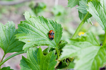 mating of two orange ladybugs on a green leaf. natural background