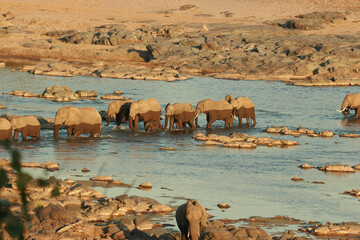 Herd of African elephant crossing a river at sunset in the Kruger National Park, South Africa