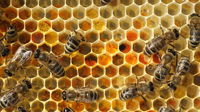 Nectar, pollen, eggs and larvae in combs.
Beginning of the season. Harmonious development of the bee colony.
