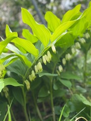 caterpillar on a leaf  Sceau de Salomon, Polygonatum multiflorum