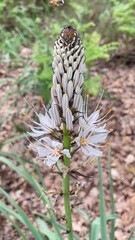 flowers in the forest