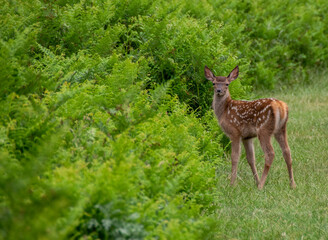 baby deer  in the Hyde park