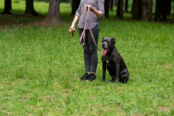 Cane Corso dark color, on a leash, sitting on the green grass next to the mistress
