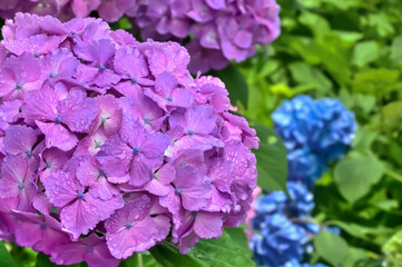 雨上がりの紫陽花（Hydrangea）