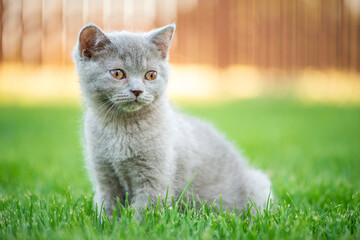 Naklejka na ściany i meble Cute little cat outdoor in grass. Scottish straight kitty.