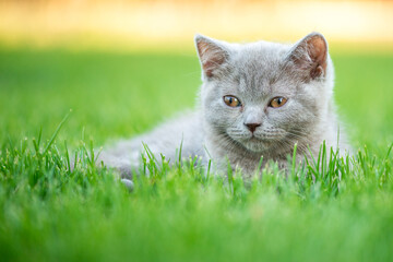 Cute little cat outdoor in grass. Scottish straight kitty.