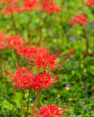 彼岸花の里 吉賀町(島根県鹿足郡吉賀町蔵木)