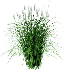 Top view of Plant (Vetiver Chrysopogon zizanioides) Tree illustration vector	