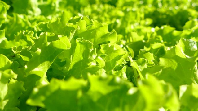 Lettuce leaves in rows on the vegetable garden. Vegetables and greens grow on a farmer's field.