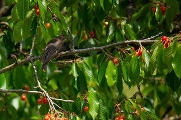 cherry tree branch  with red berries and flycatcher sitting on it