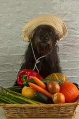 Funny schnauzer  with a basket of vegetables. In a basket there are courgettes, carrots, pumpkins, peppers, onions and asparagus from the garden