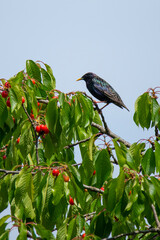 big  starling on cherry branch in summer