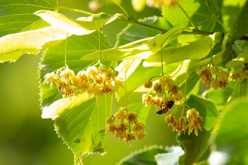 blossoming linden branch in summer