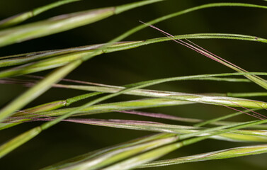 Ears of grass on a macro scale. Grass seeds close-up. Abstract natural macro background.