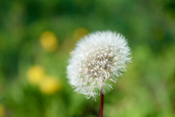 A dandelion in the center of the frame with the main focus in the center of the plant and a green background

