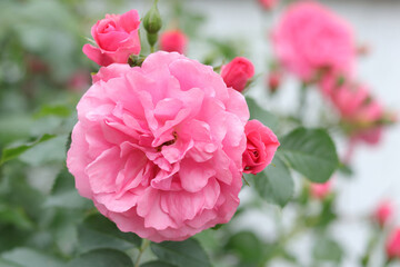 Beautiful background with flowers Roses. Delicate roses in a full bloom in the garden. Pink Rose with shallow depth of field. Pink garden Rose on a bush in a summer garden. Flower bush . Postcard
