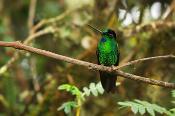 Buff-winged Starfrontlet - Coeligena lutetiae  hummingbird in the brilliants, tribe Heliantheini in subfamily Lesbiinae, found in Colombia, Ecuador and Peru, green bird on green background