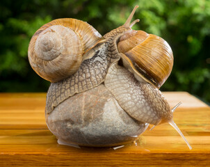 snails on wet stones.spa and wellness concept.closeup snails on beautiful wet stones