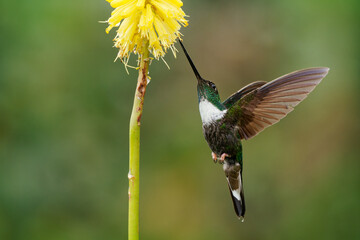 Collared Inca - Coeligena torquata hummingbird found in humid Andean forests in Venezuela,...
