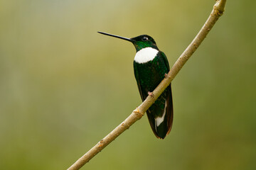 Collared Inca - Coeligena torquata hummingbird found in humid Andean forests in Venezuela, Colombia, Ecuador, Peru and Bolivia, white chest-patch, flower nectar especially from bromeliads