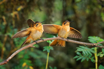 Two orange birds, Shining Sunbeam - Aglaeactis cupripennis hummingbird in Heliantheini in subfamily Lesbiinae, subspecies cupripennis and caumatonota