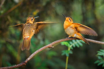 Two orange birds, Shining Sunbeam - Aglaeactis cupripennis hummingbird in Heliantheini in subfamily Lesbiinae, subspecies cupripennis and caumatonota