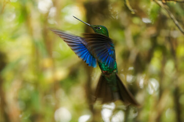 Great Sapphirewing - Pterophanes cyanopterus species of hummingbird in the brilliants, tribe Heliantheini in subfamily Lesbiinae, blue bird found in Bolivia, Colombia, Ecuador, and Peru