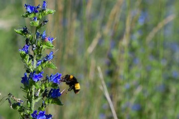 Piękny trzmiel podlatujący do kwiatu żmijowca zwyczajnego (Echium vulgare)