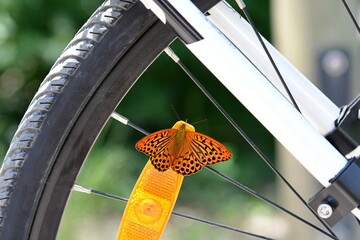 Motyl rusałka malinowiec (Argynnis paphia) siedząca na światełku odblaskowym na kole roweru © Lancan