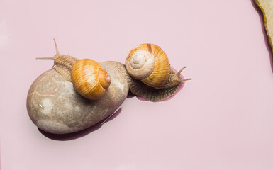 snails and stones on a purple background.beautiful snails close-up with a texture on the stones.spa and wellness concept.free space for inscriptions and texts