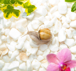 beautiful snails on white stones with free space for texts and titles. concept for spa and wellness