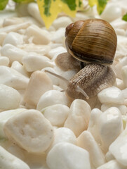 beautiful snails on white stones with free space for texts and titles. concept for spa and wellness