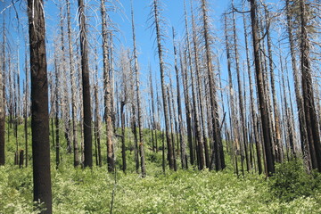 Burnt trees due to fire, Lassen Volcanic National Park