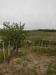 Among the rows in the vineyards of the Langhe, Piedmont - Italy