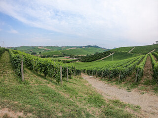 Fototapeta na wymiar Among the vineyards of the Langhe hills, Barolo, Piedmont - Italy